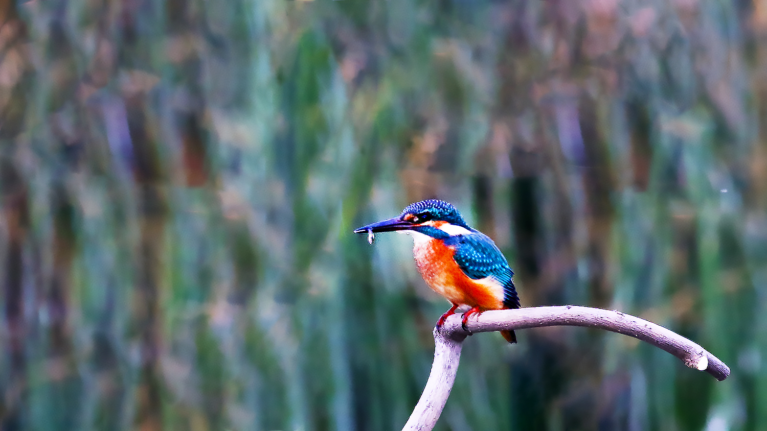 Common Kingfisher